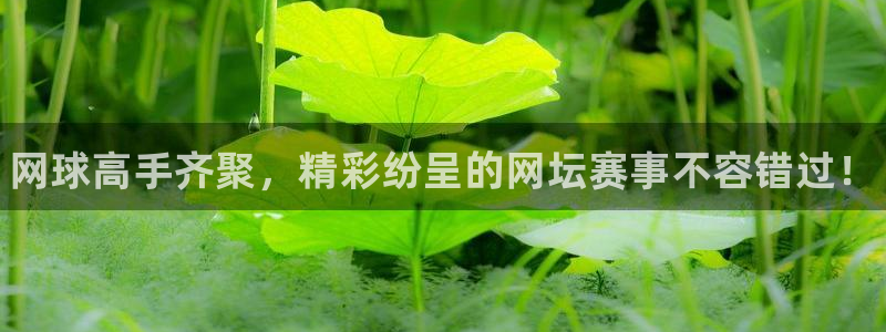 优贝娱乐代理登陆：网球高手齐聚，精彩纷呈的网坛赛事不容错过！